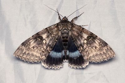 619 Blbandat ordensfly - Catocala fraxini