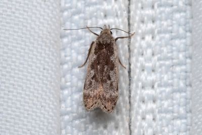 1059 Bjrksobermal - Anacampsis blattariella