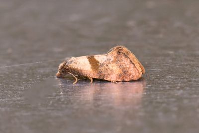 2149 Mrkbrmad gullrisblomvecklare - Cochylidia implicitana