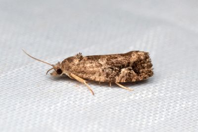 2171 Hggrullvecklare - Eudemis porphyrana