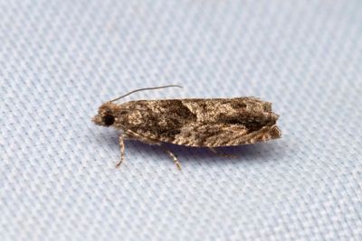 2387 Mngformig aspvecklare - Epinotia nisella