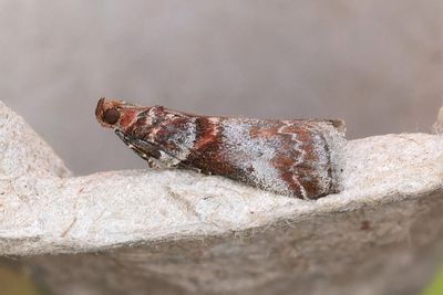 3048 Rnnbladmott - Acrobasis advenella