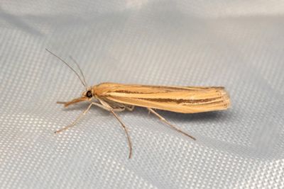 3162 Svartstrimmigt grsmott - Agriphila deliella
