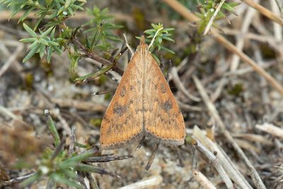 3259 Vandrarngsmott - Udea ferrugalis