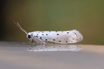 636 Slnspinnmal - Yponomeuta padellus
