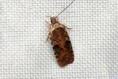 936 Mindre morotsplattmal - Agonopterix purpurea