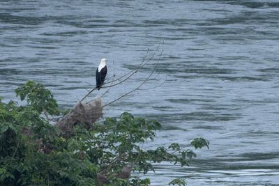 African Fish Eagle - Skrikfiskrn