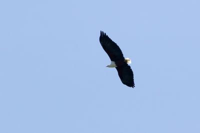 African Fish Eagle - Skrikfiskrn