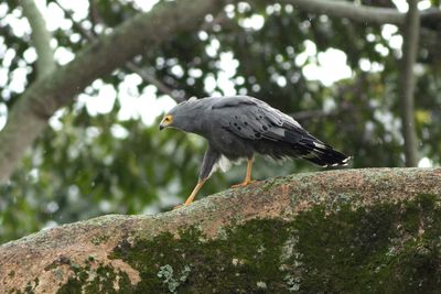 African Harrier-Hawk - Afrikansk kltterhk