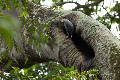 African Harrier-Hawk - Afrikansk kltterhk