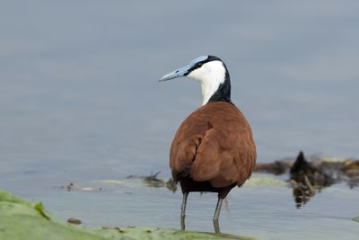 African Jacana - Afrikansk jacana