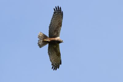 African Marsh Harrier - Grodkrrhk