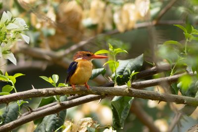 African Pygmy Kingfisher - Pygmkungsfiskare