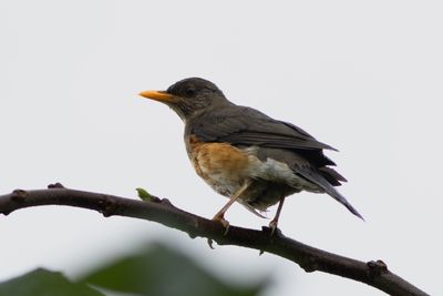 African Thrush - Aftontrast