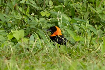 Black Bishop - Orangekragad eldvvare