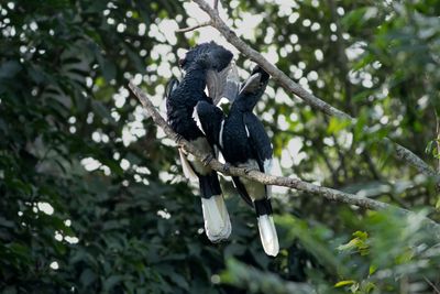 Black-and-white-casqued Hornbill - Svartvit nshornsfgel