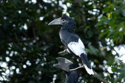 Black-and-white-casqued Hornbill - Svartvit nshornsfgel