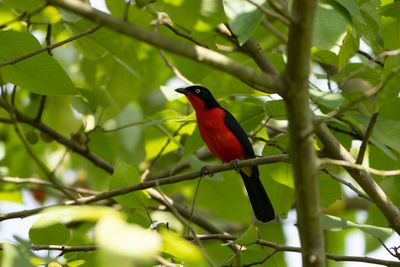 Black-headed Gonolek - Scharlakansbusktrnskata