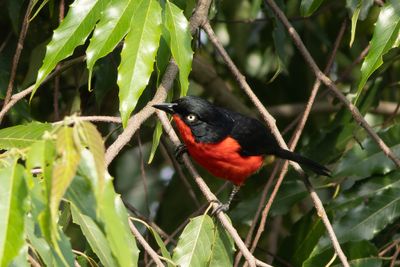 Black-headed Gonolek - Scharlakansbusktrnskata