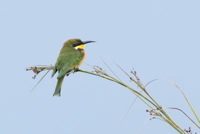 Blue-breasted Bee-eater - Blkragad bitare