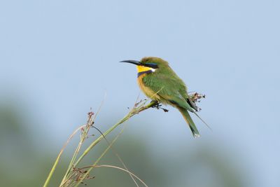 Blue-breasted Bee-eater - Blkragad bitare