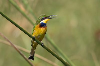 Blue-breasted Bee-eater - Blkragad bitare