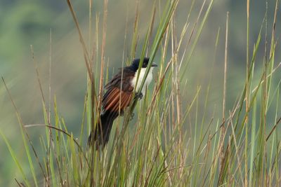 Blue-headed Coucal - Blhuvad sporrgk