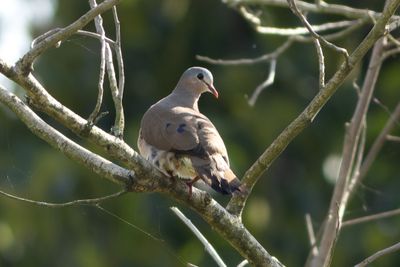 Blue-spotted Wood Dove - Blflckduva