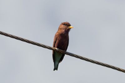Broad-billed Roller - Gulnbbad blkrka