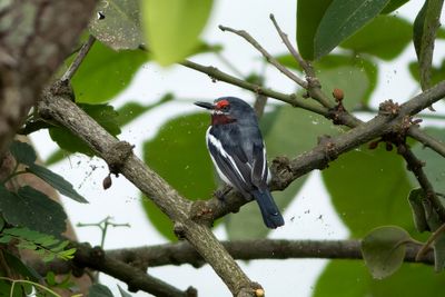 Brown-throated Wattle-eye - Purpurstrupigt flikga