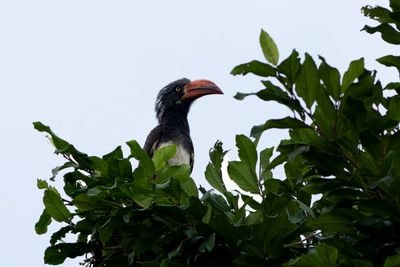 Crowned Hornbill - Krontoko