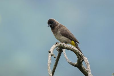 Dark-capped Bulbul - Trefrgad bulbyl