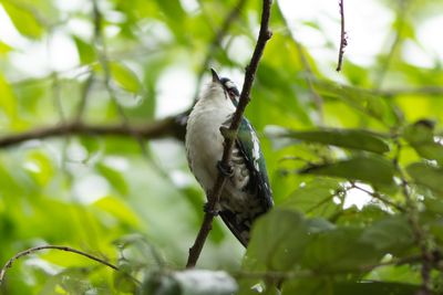 Diederik Cuckoo - Didrikglansgk