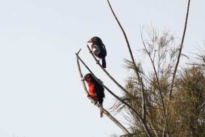 Double-toothed Barbet - Dubbeltandad barbett