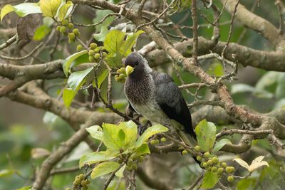 Eastern Plantain-eater - stlig larmfgel