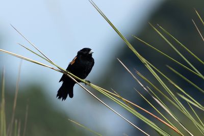 Fan-tailed Widowbird - Kortstjrtad vidafink