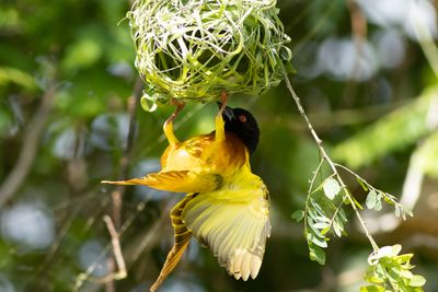 Golden-backed Weaver - Gulryggig vvare