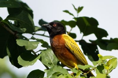 Golden-backed Weaver - Gulryggig vvare