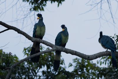 Great Blue Turaco - Jtteturako
