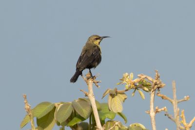 Green-throated Sunbird - Grnstrupig solfgel
