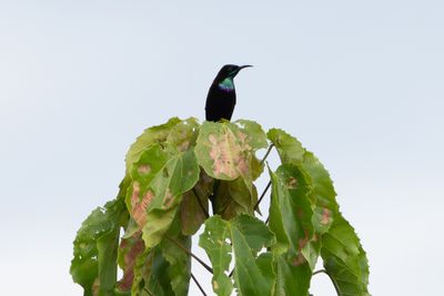 Green-throated Sunbird - Grnstrupig solfgel