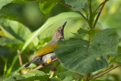 Grey-backed Camaroptera - Grryggig kamaroptera