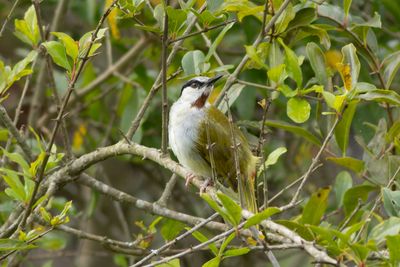 Grey-capped Warbler - Svartnackad sngare