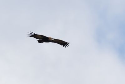 Hooded Vulture - Kappgam