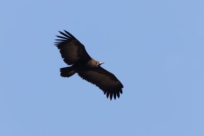 Hooded Vulture - Kappgam