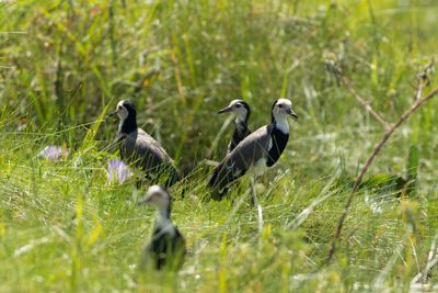 Long-toed Lapwing - Lngtvipa