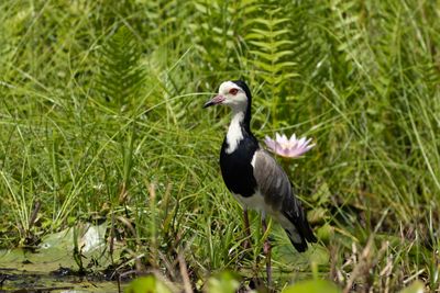 Long-toed Lapwing - Lngtvipa