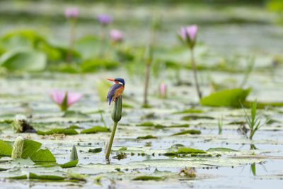 Malachite Kingfisher - Malakitkungsfiskare
