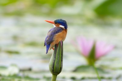 Malachite Kingfisher - Malakitkungsfiskare