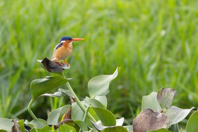 Malachite Kingfisher - Malakitkungsfiskare